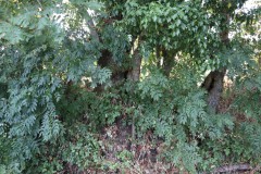 IMG_1694